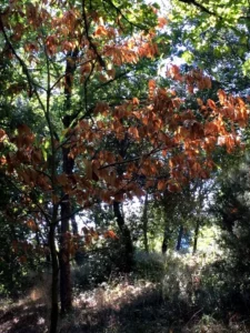 castagno autunno